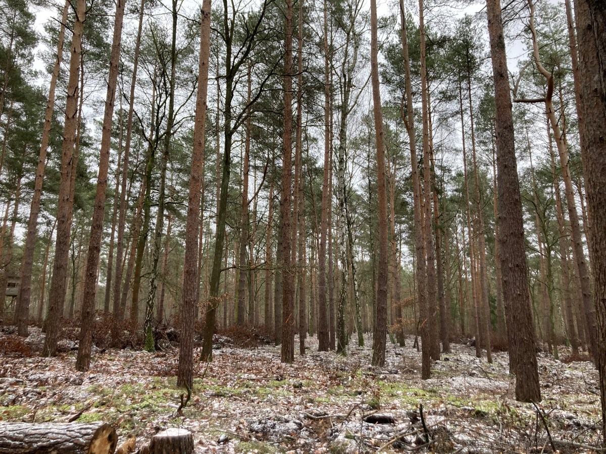 Hike: Grunewald Heerstraße